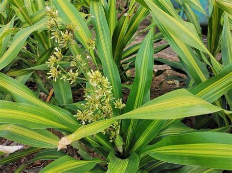 香龍血樹開花